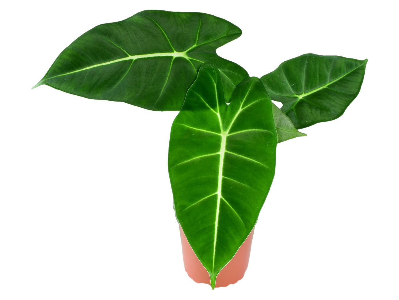 Alocasia