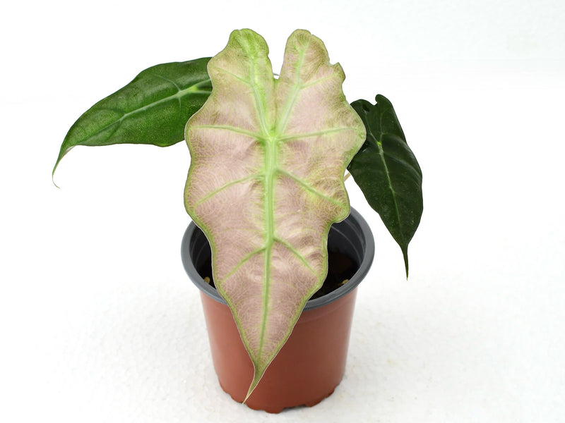 Alocasia × sanderiana ‘Pink Variegated’