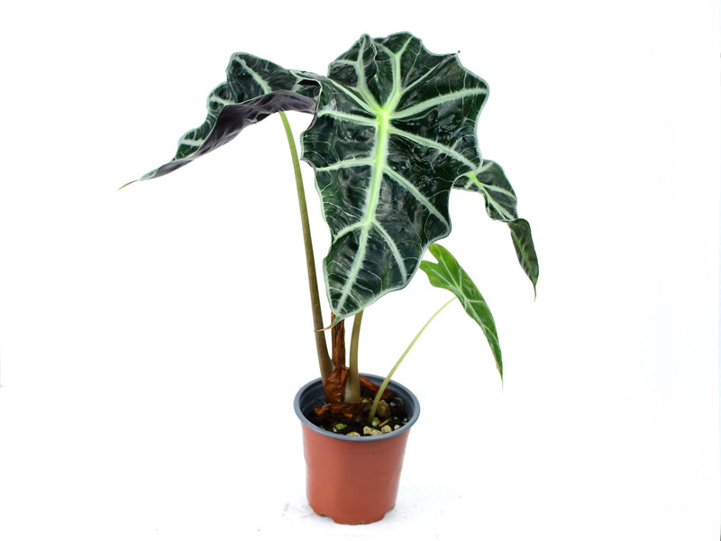 Alocasia X amazonica 'Polly'