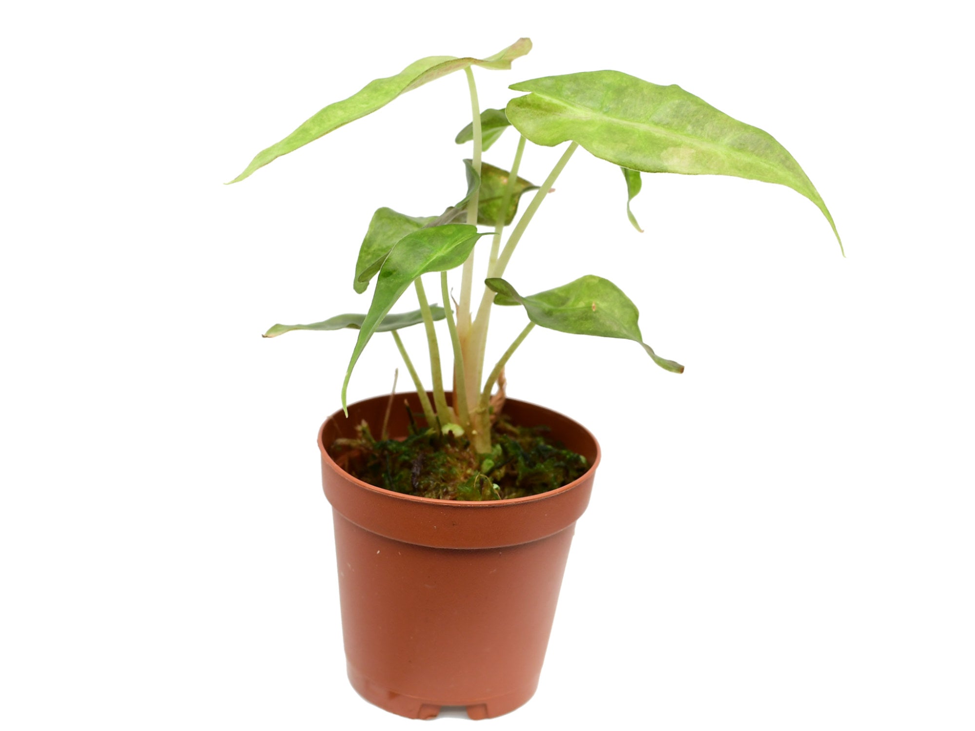 alocasia amazonica pflanze Alocasia X amazonica 'Polly' Yellow variegated (11cm Topf) — Ecuagenera  Europe GmbH