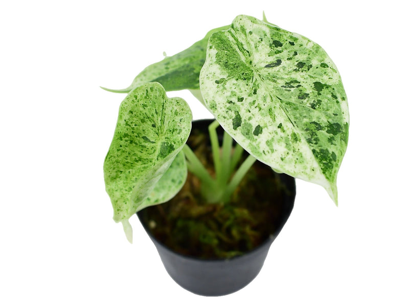 Alocasia baginda 'Dragon Scale Mint' XS (5,5cm Topf)
