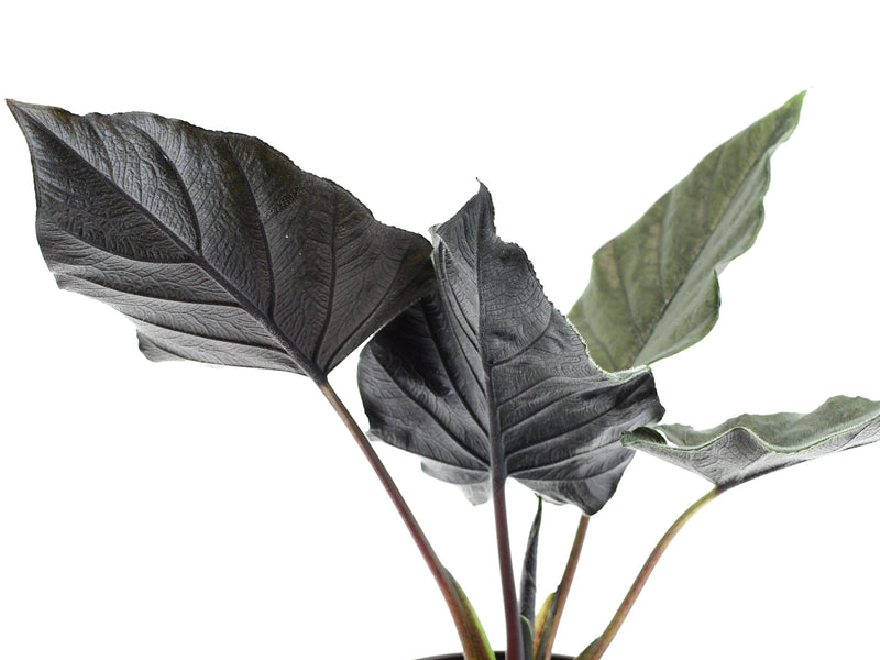 Alocasia chienlii 'Antoro Velvet' (11cm Topf)