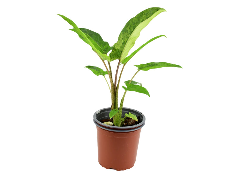 Alocasia lauterbachiana 'aurea' variegata