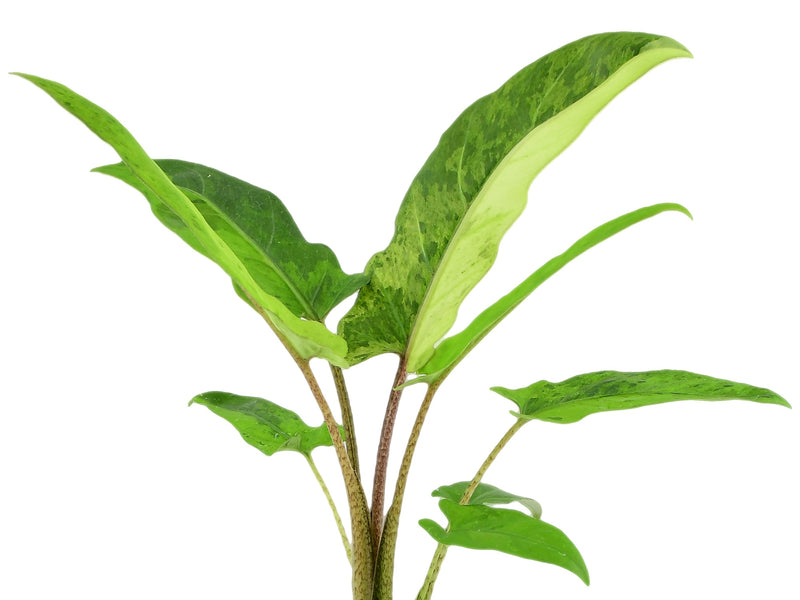 Alocasia lauterbachiana 'aurea' variegata