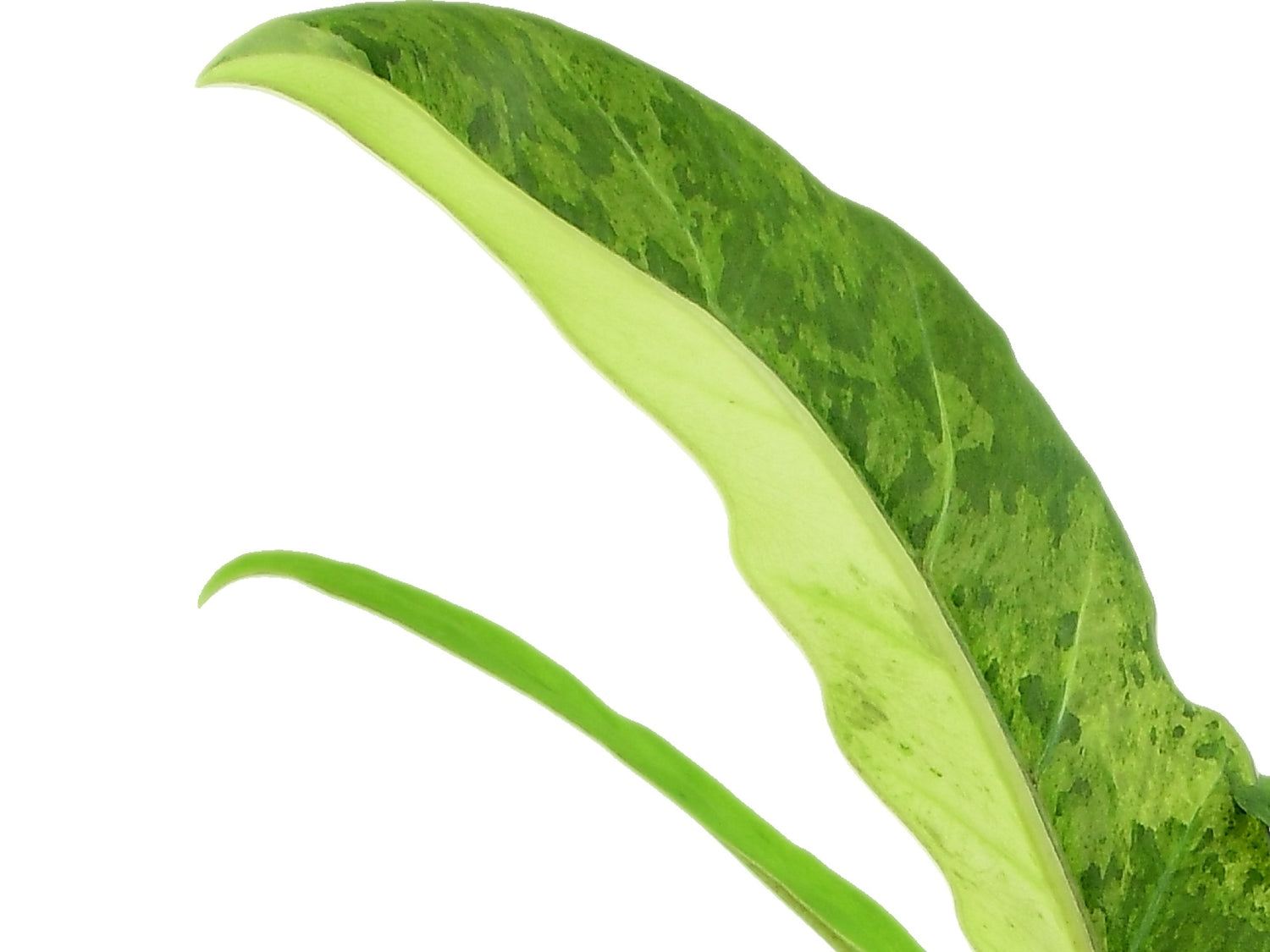 Alocasia lauterbachiana 'aurea' variegata