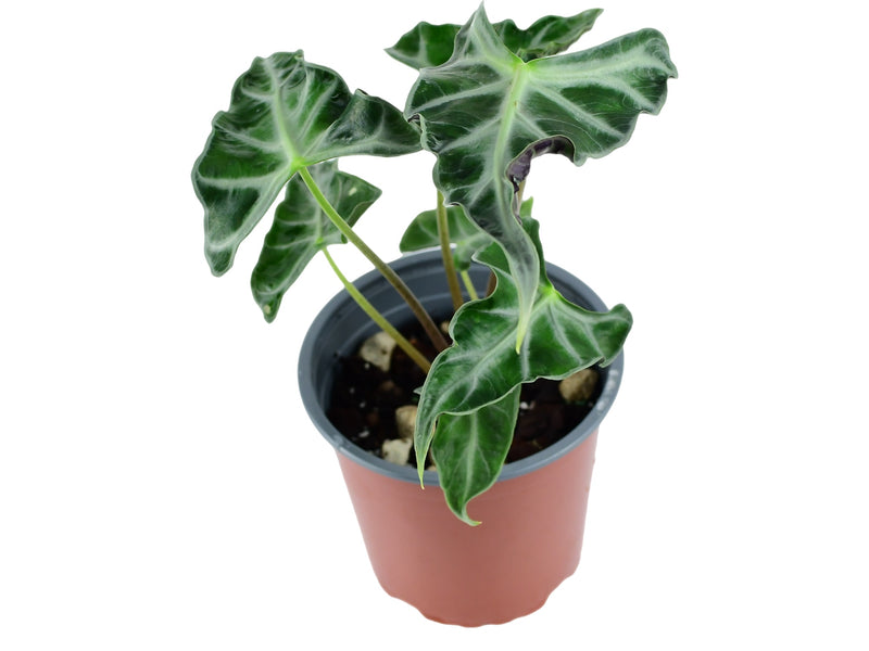 Alocasia X amazonica 'Loco'  (11cm Topf)