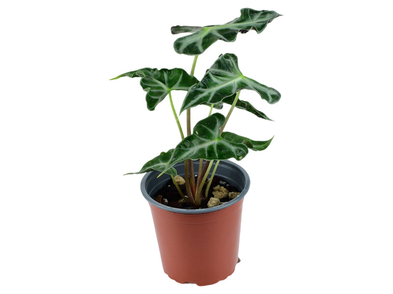 Alocasia X amazonica 'Loco'  (11cm Topf)