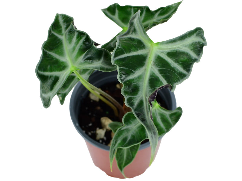 Alocasia X amazonica 'Loco'  (11cm Topf)