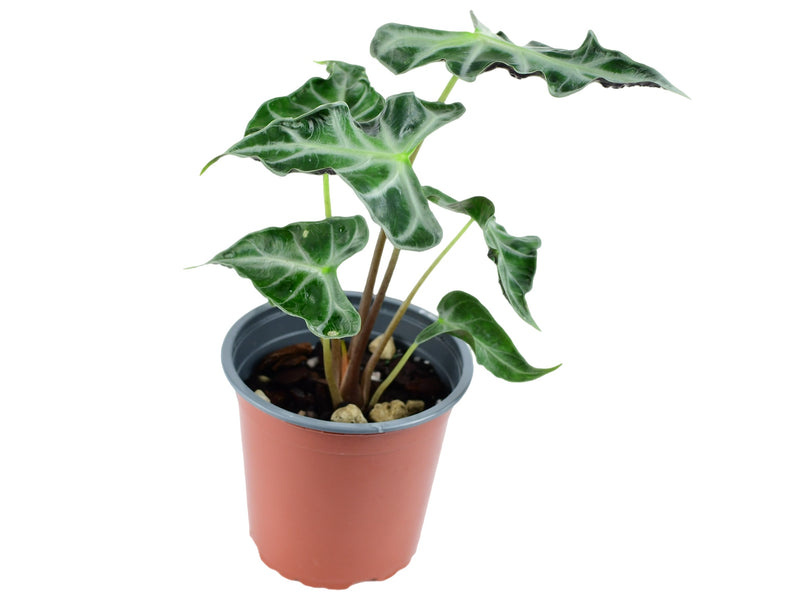 Alocasia X amazonica 'Loco'  (11cm Topf)