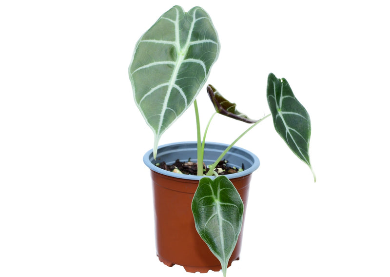 Alocasia longiloba 'Watsoniana‘ (11cm Topf)