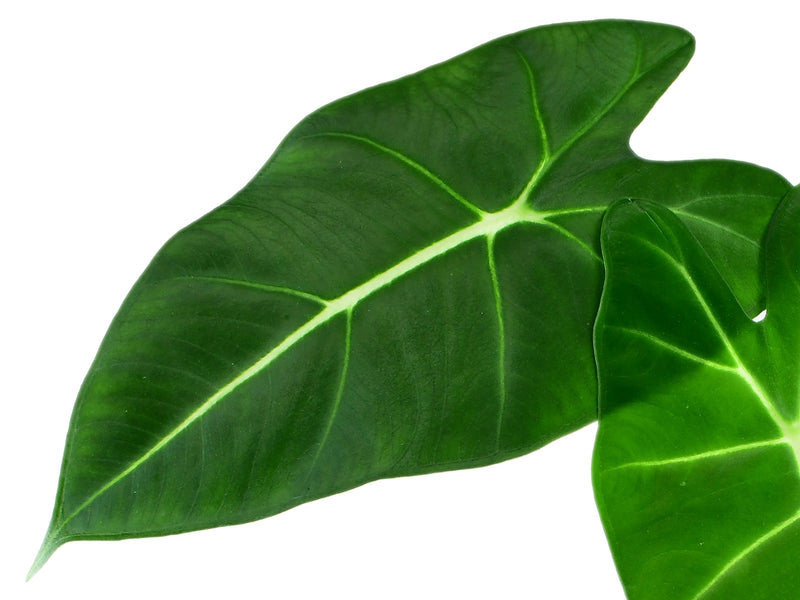 Alocasia micholitziana  'Frydek'