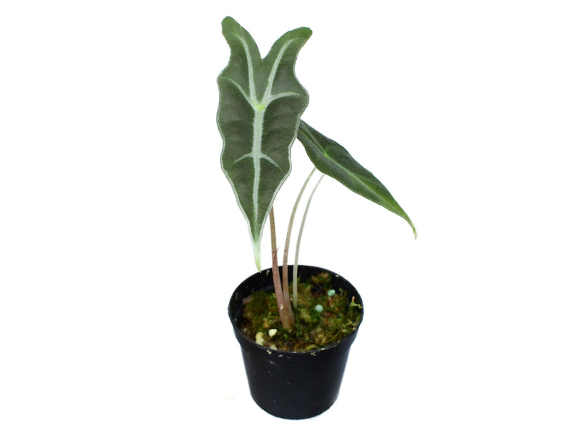 Alocasia sanderiana Nobilis XS (5,5cm Topf)