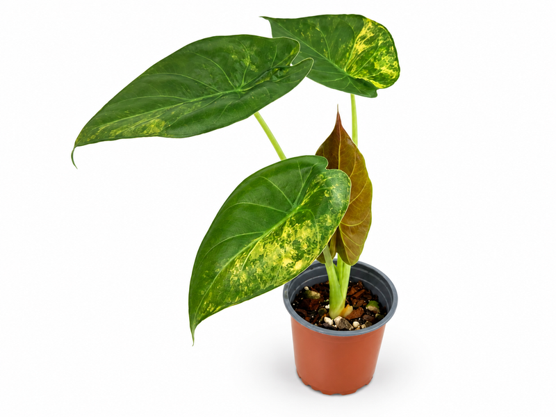 Alocasia wentii aurea varigata