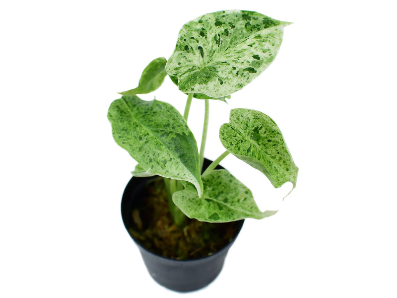Alocasia baginda 'Dragon Scale Mint' XS (5,5cm Topf)