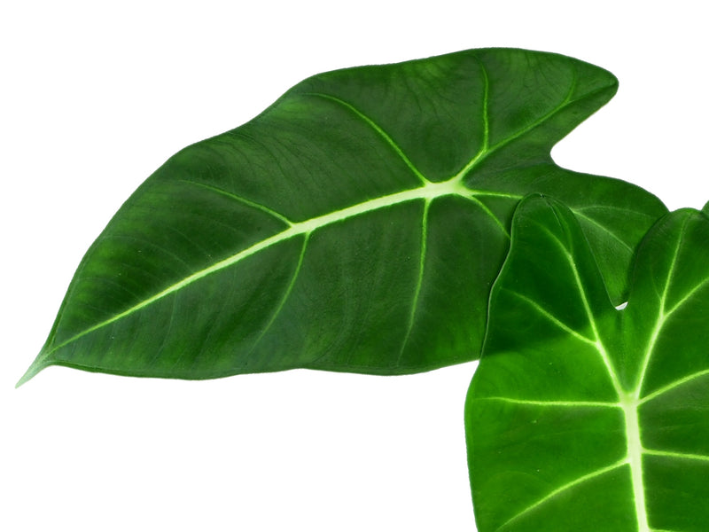 Alocasia micholitziana ‘Frydek’