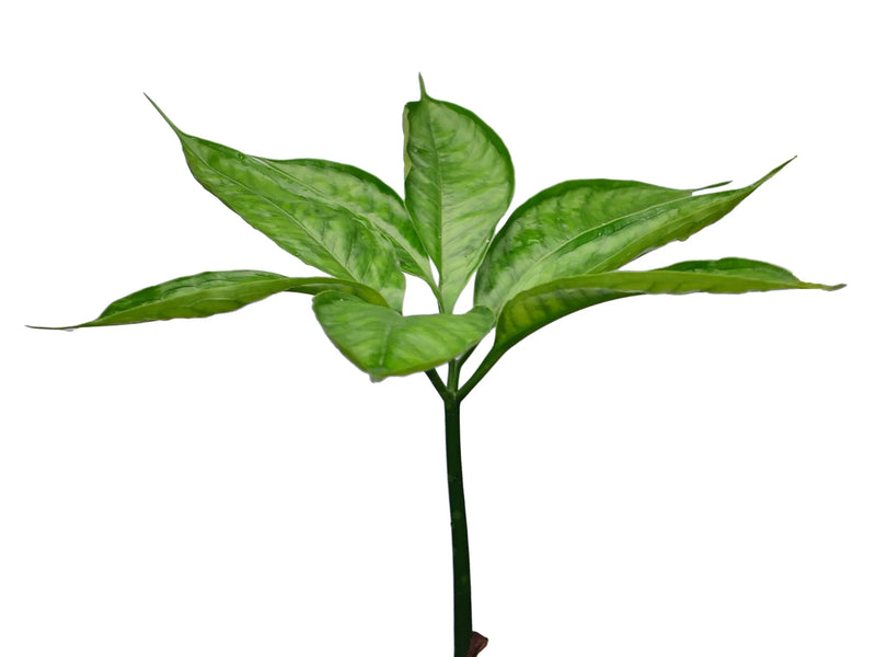 Amorphophallus konjac