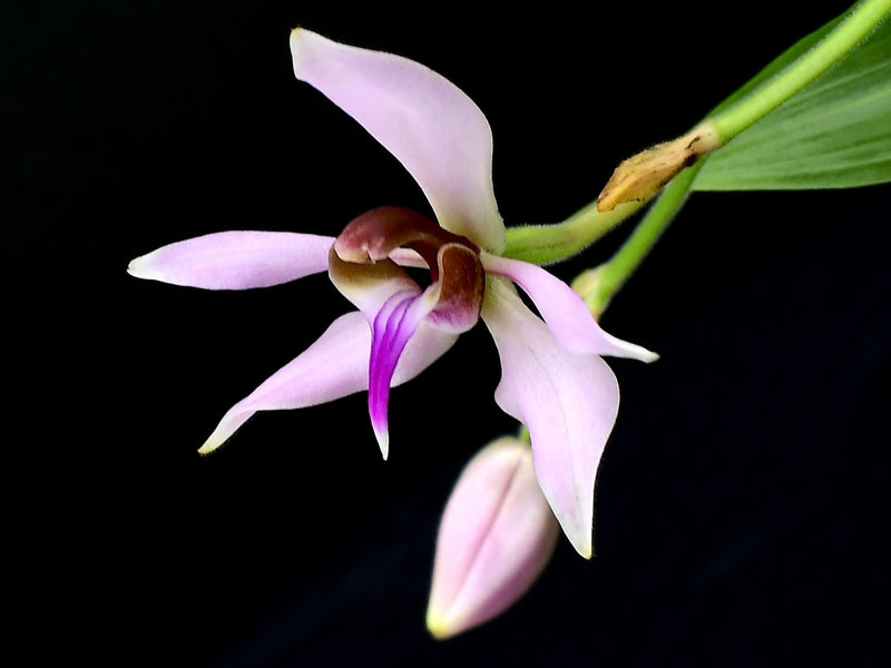 Ancistrochilus rothschildianus