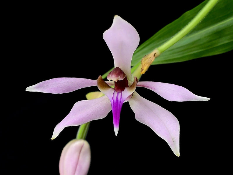 Ancistrochilus rothschildianus