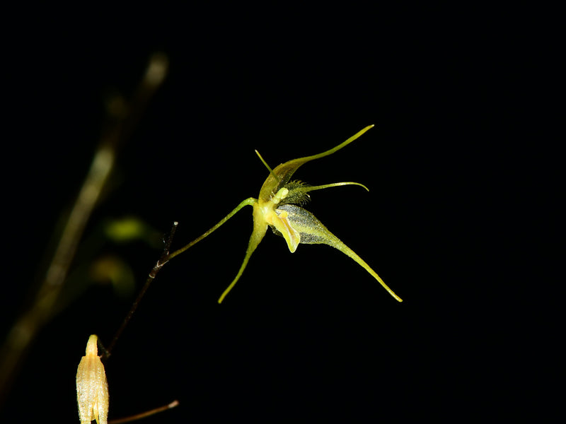 Andreettaea zephryrina