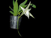 Angraecum Lai's Star