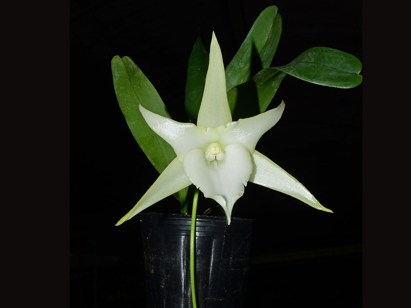 Angraecum hybrid