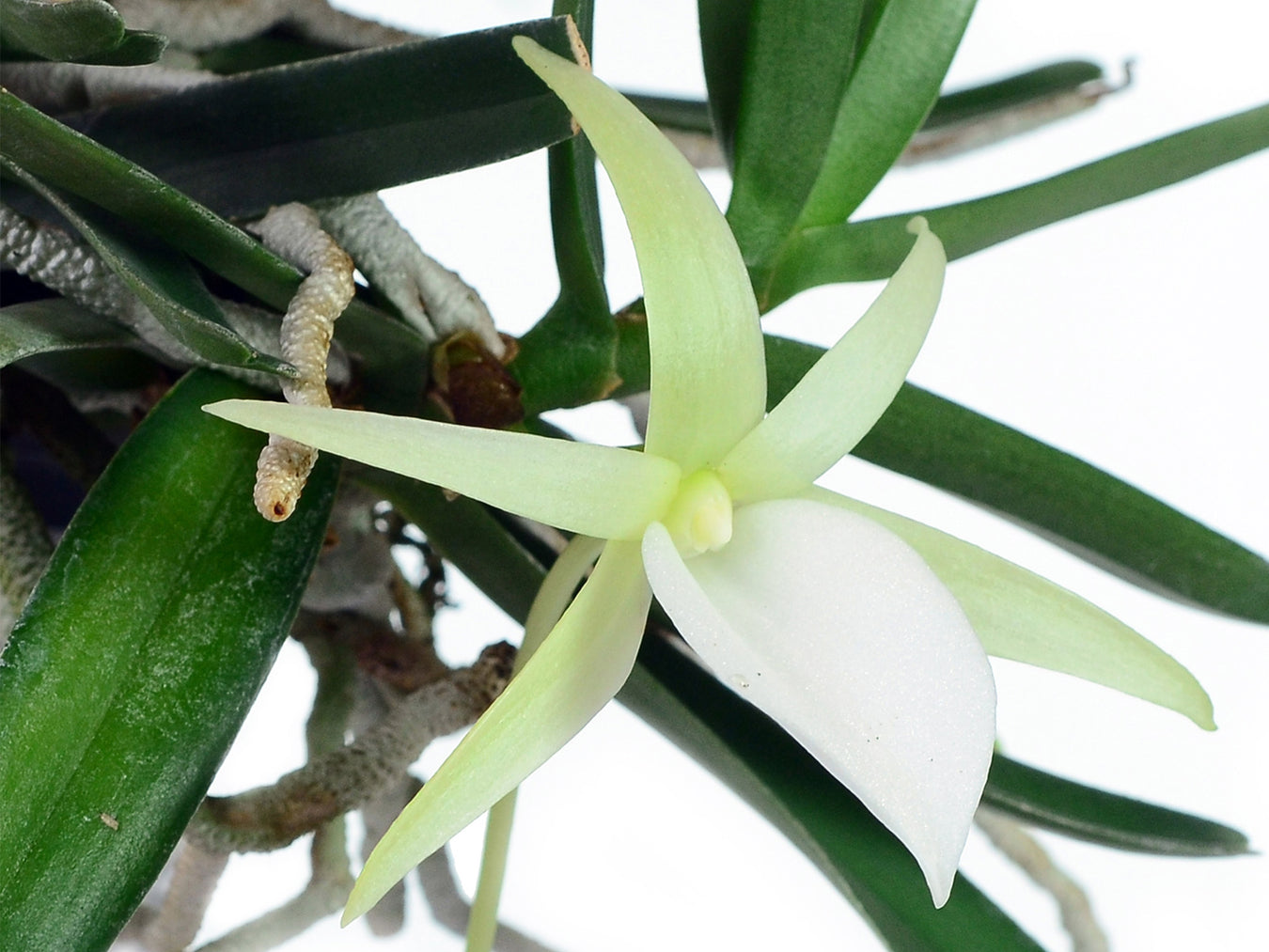Angraecum