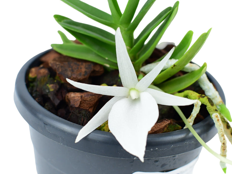 Angraecum didieri (10 cm Ampeltopf)