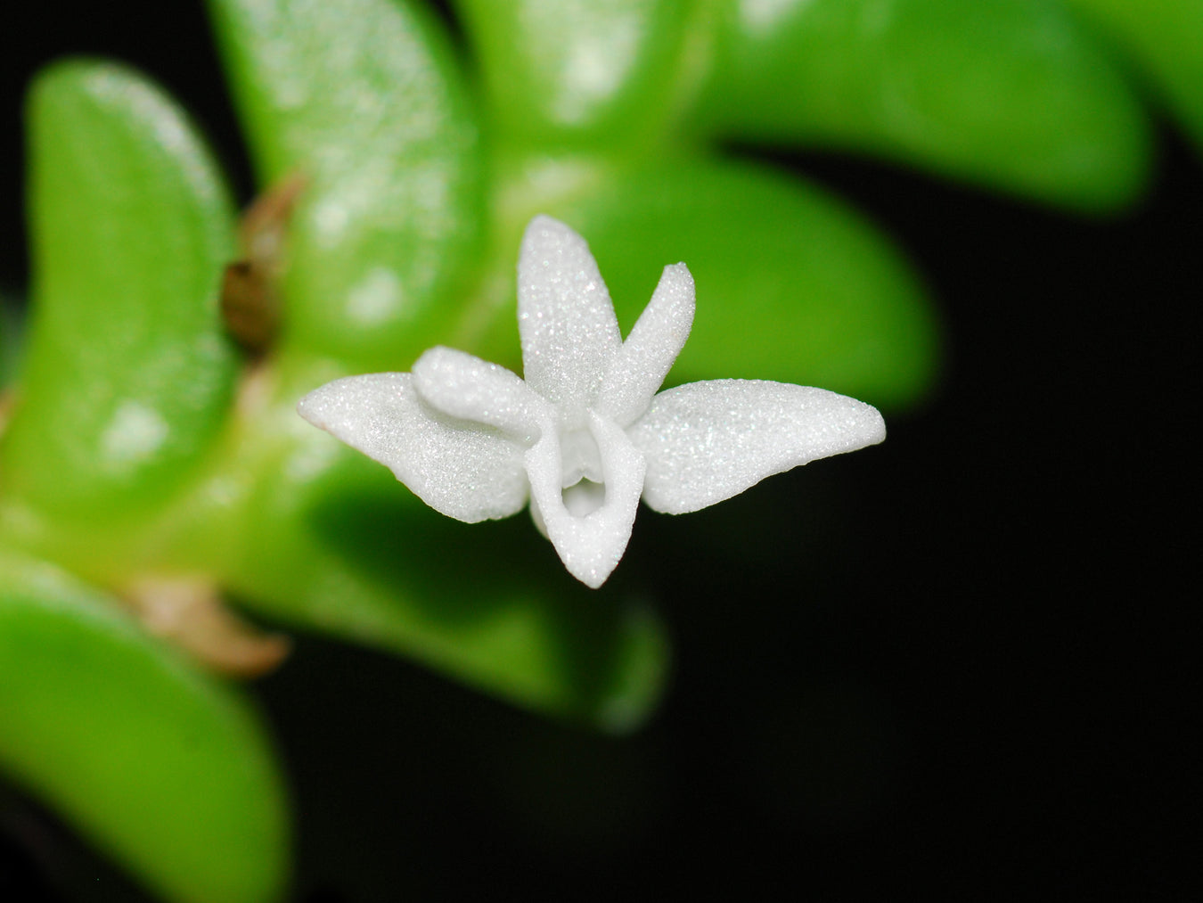 Angraecum