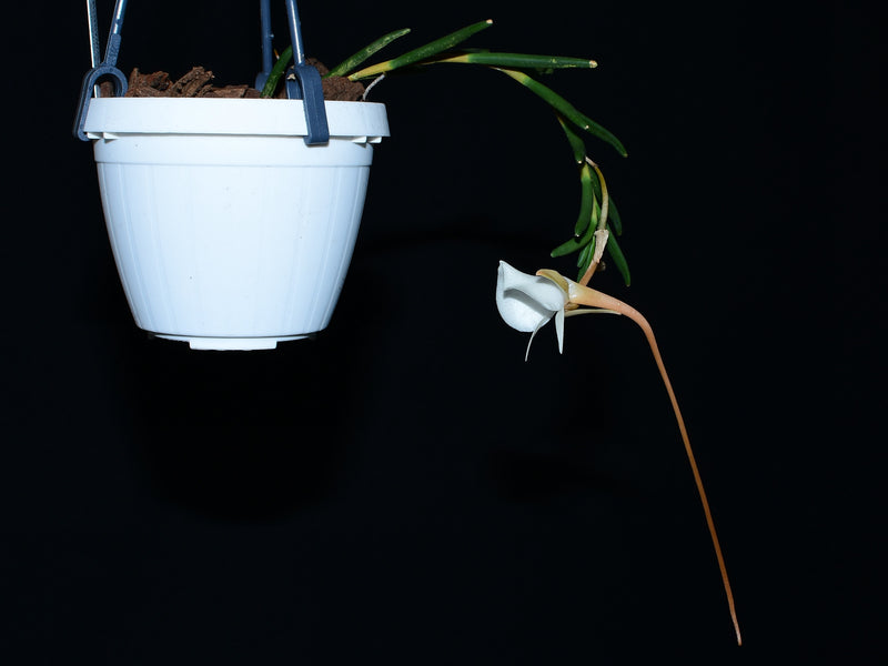 Angraecum pseudofilicornu (9cm Topf)
