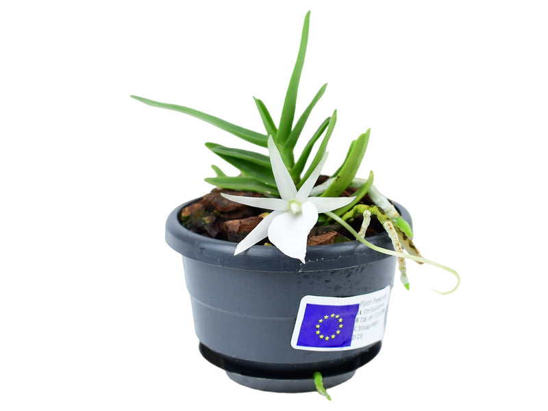 Angraecum didieri (10 cm Ampeltopf)