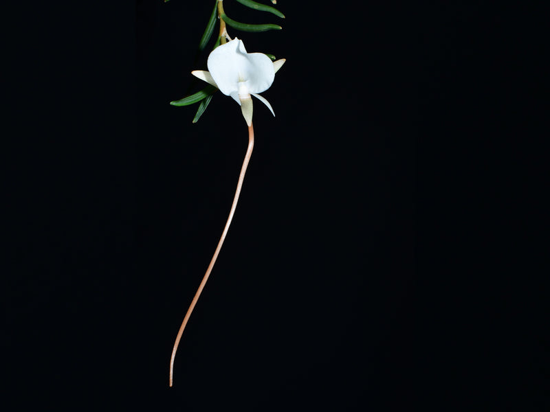 Angraecum pseudofilicornu (9cm Topf)