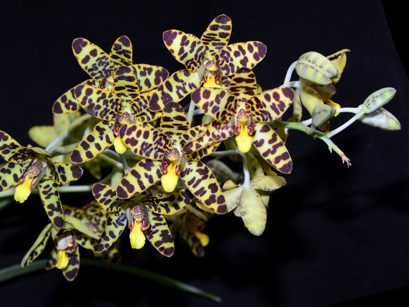 Ansellia africana