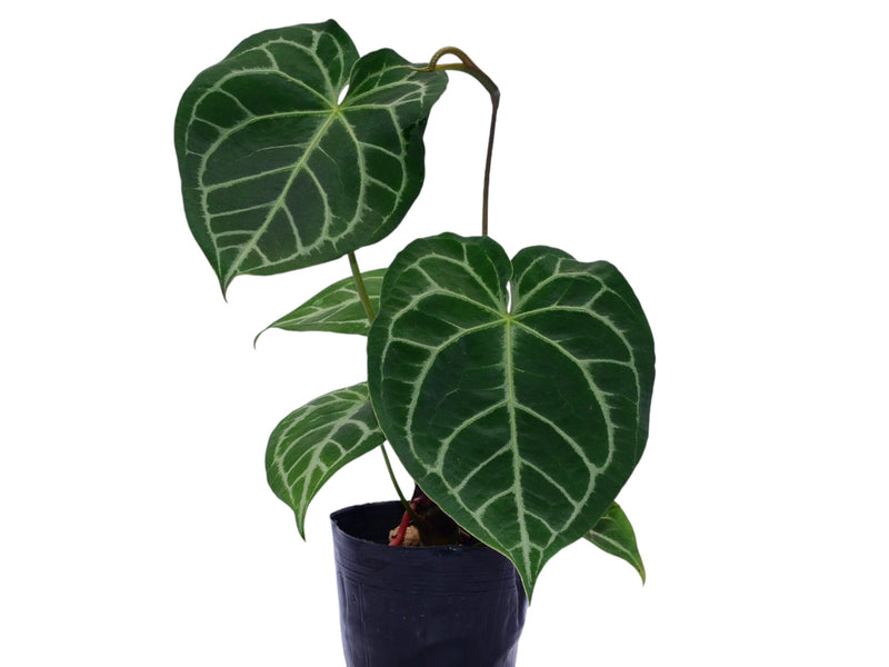 Anthurium Blushed Forget