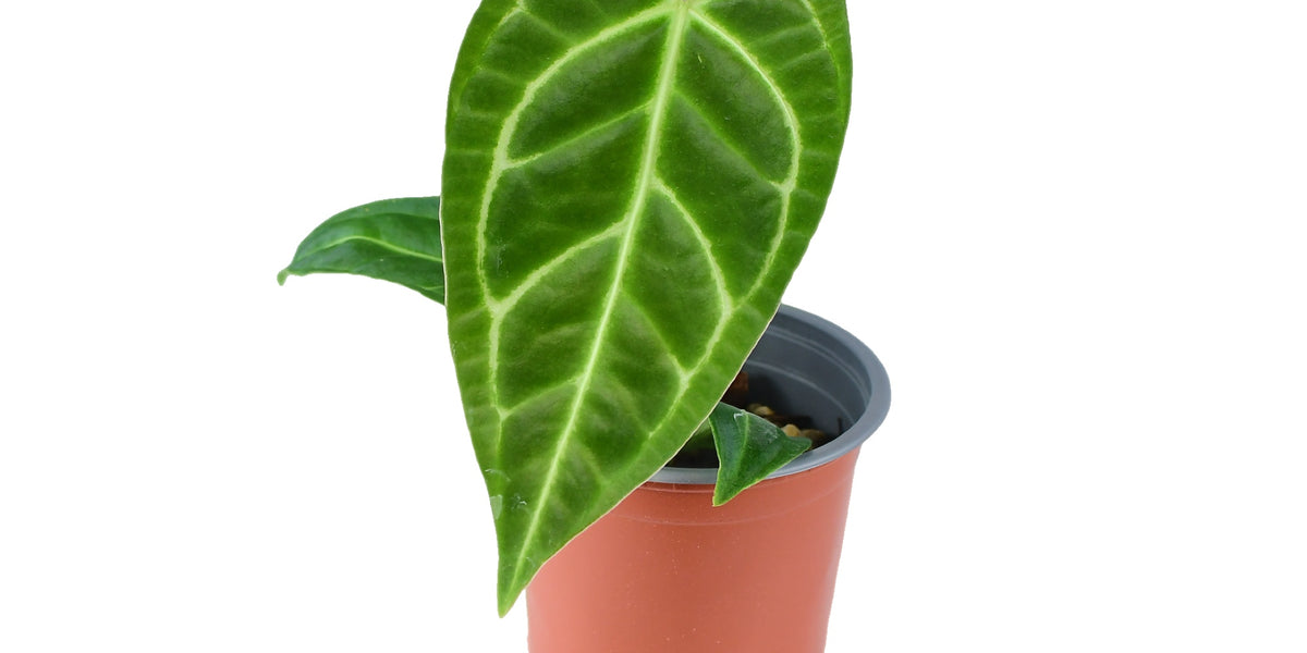 regale anthurium Anthurium regale S — Ecuagenera Europe GmbH
