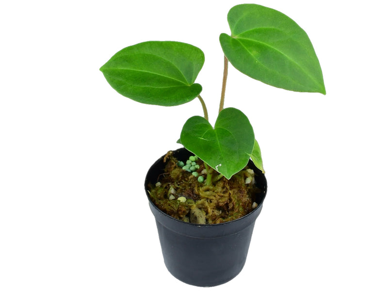 Anthurium Dark Phoenix S(11cm Topf)