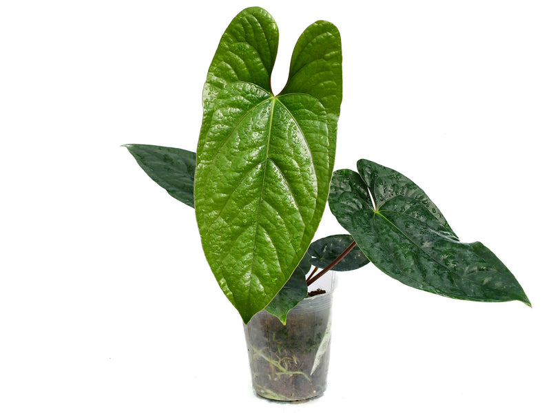 Anthurium Happy Bunny