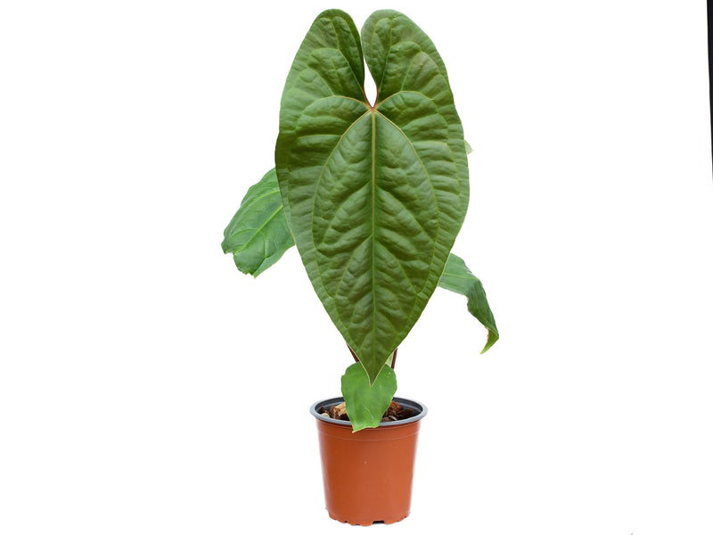 Anthurium Ingrid de Portilla ‘Inverse’