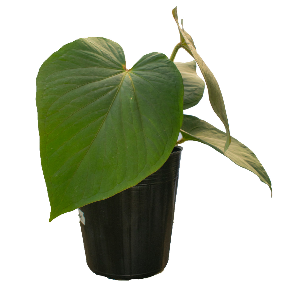 Anthurium kunayalense アンスリウム クナヤレンセ Anthurium