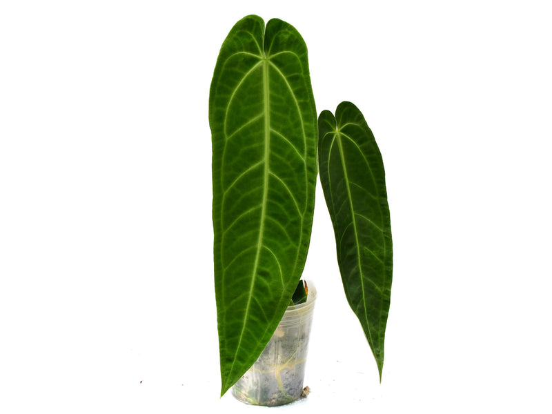 Anthurium Princess of Hearts 'Inverse'