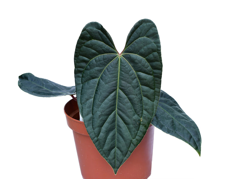 Anthurium Amazon Diamond 'Inverse crossing'
