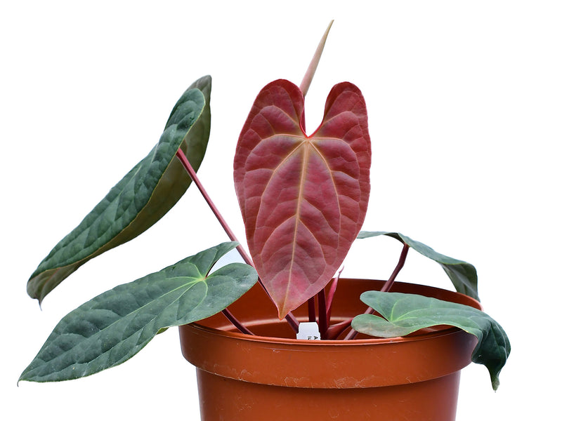 Anthurium Amazon Diamond 'Inverse crossing'