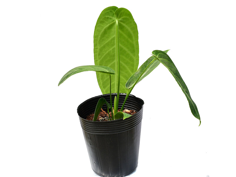 Anthurium Century Queen