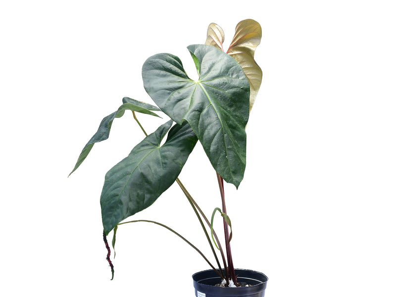 Anthurium Magnificent Gigi 'Inverse crossing'