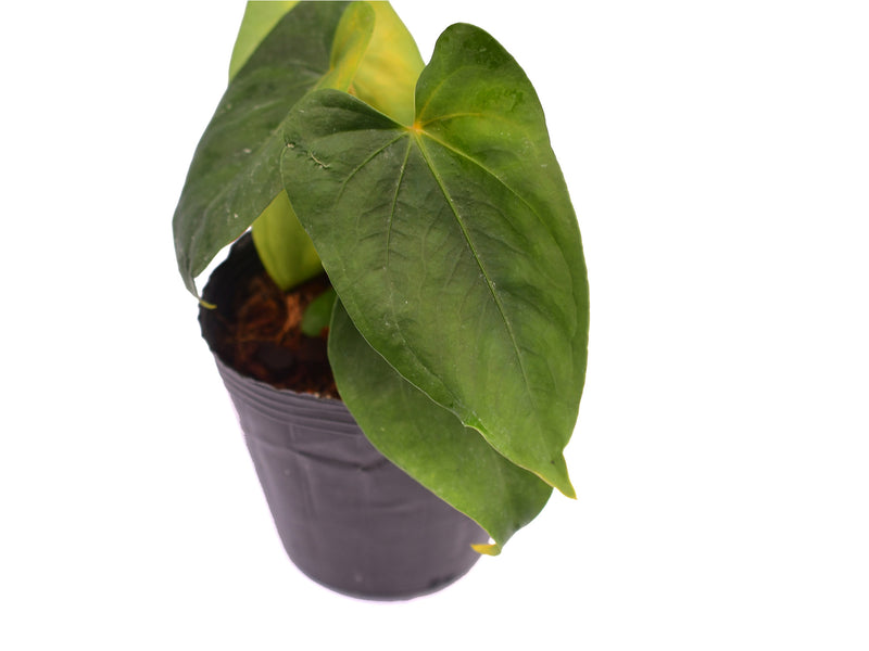 Anthurium Nouvelle Lune