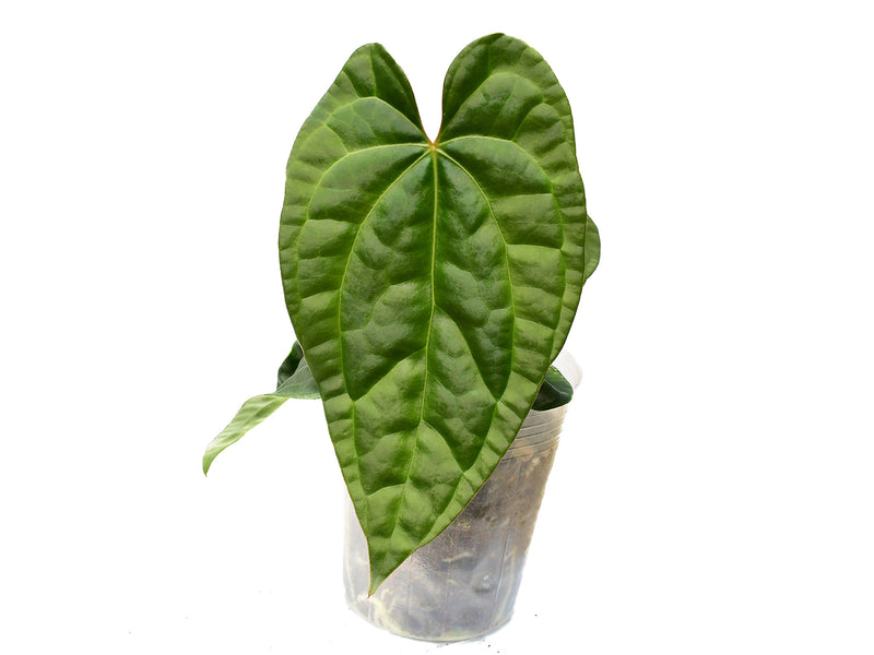 Anthurium Raven Soul 'Inverse crossing'