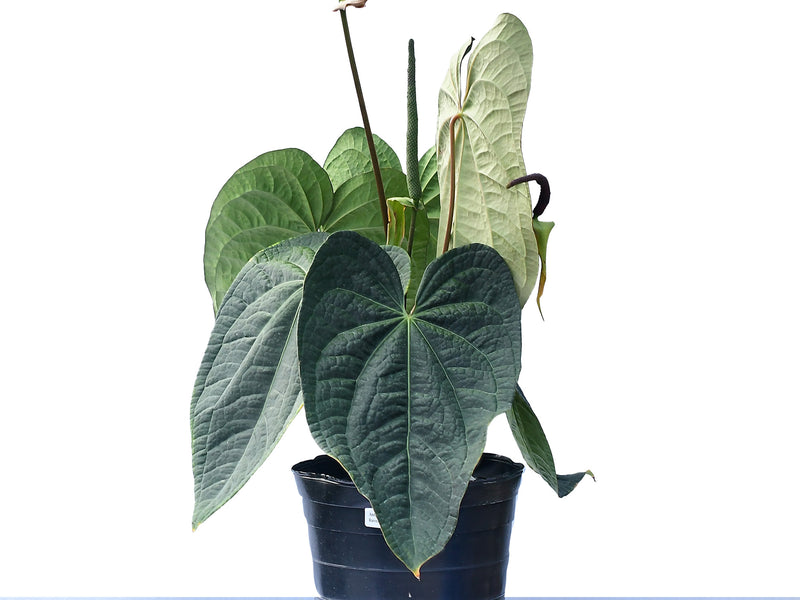 Anthurium Raven Soul s