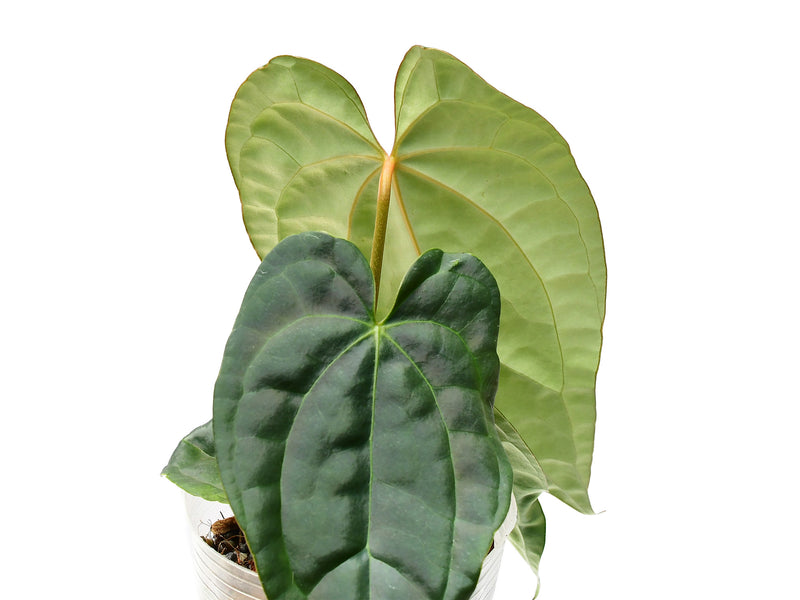 Anthurium Raven Soul 'Inverse crossing'