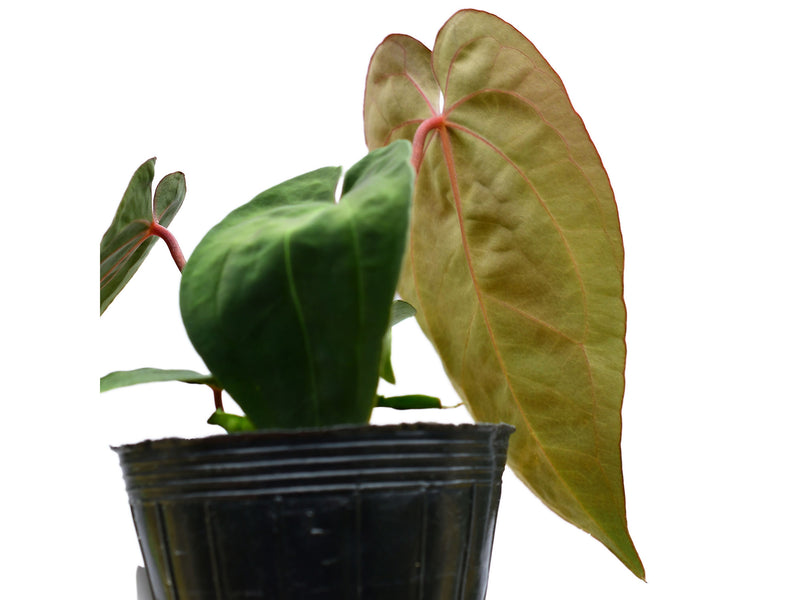 Anthurium Velvet Abyss