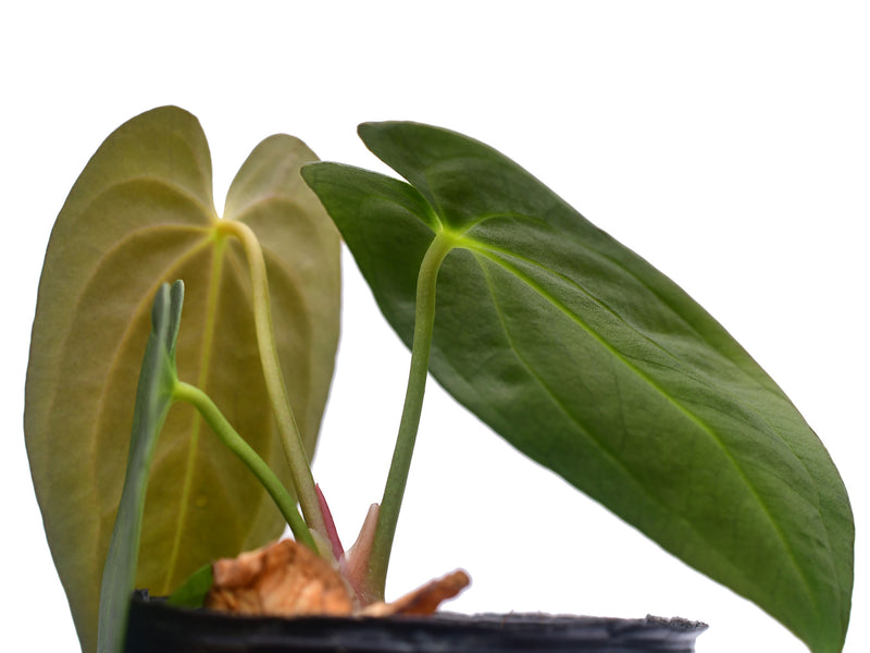 Anthurium Velvet Abyss