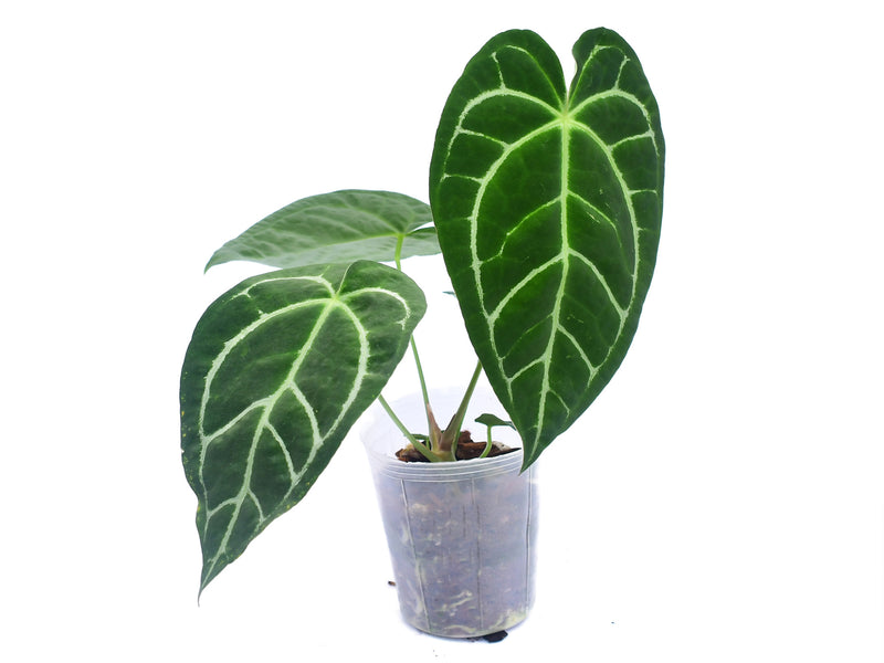 Anthurium Nexus